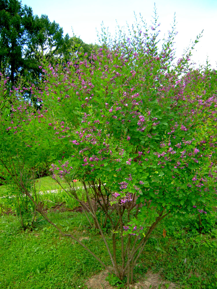 Image of Lespedeza bicolor specimen.