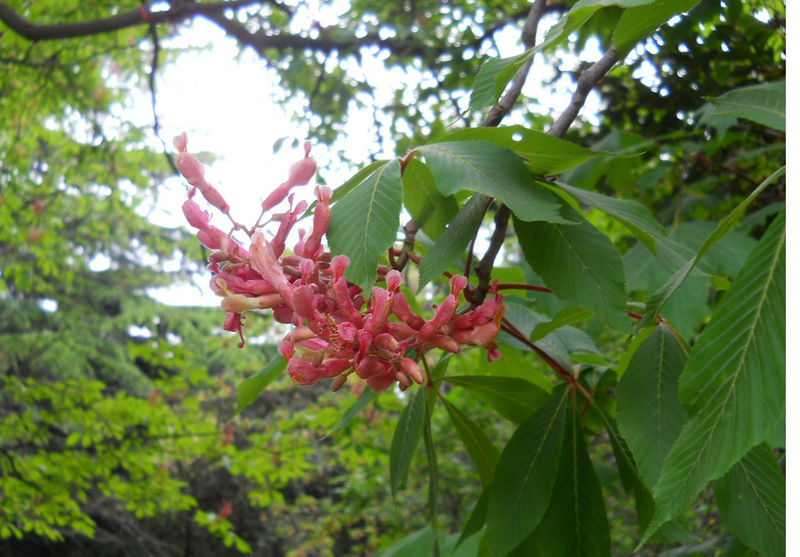 Image of Aesculus pavia specimen.