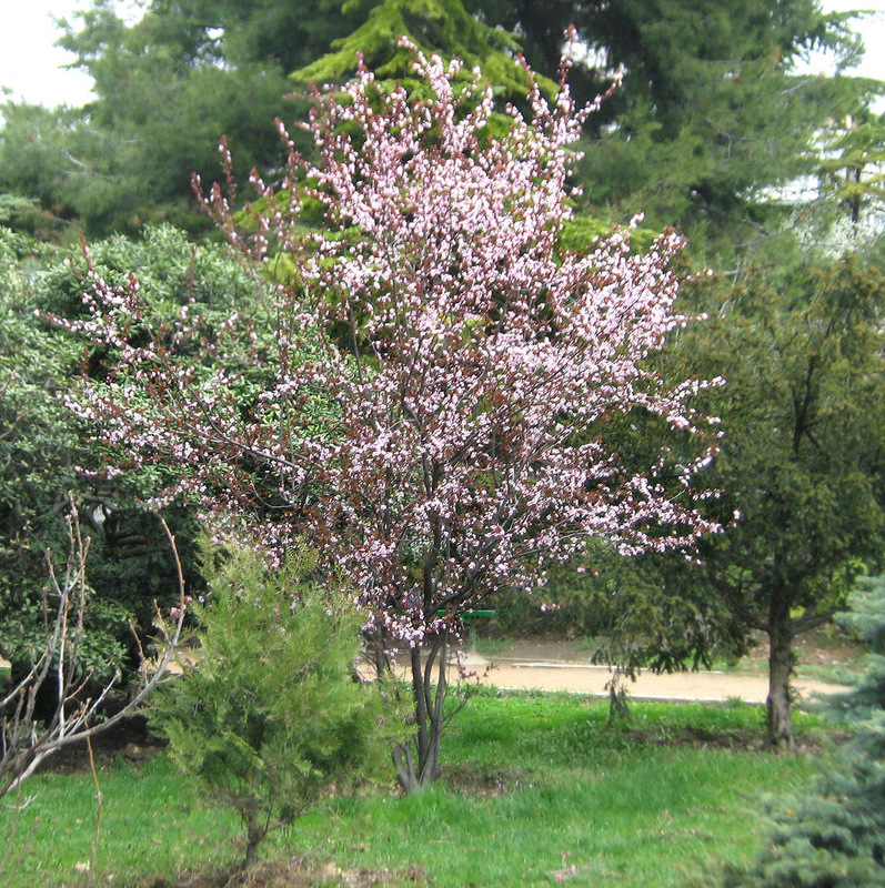 Изображение особи Prunus cerasifera var. pissardii.