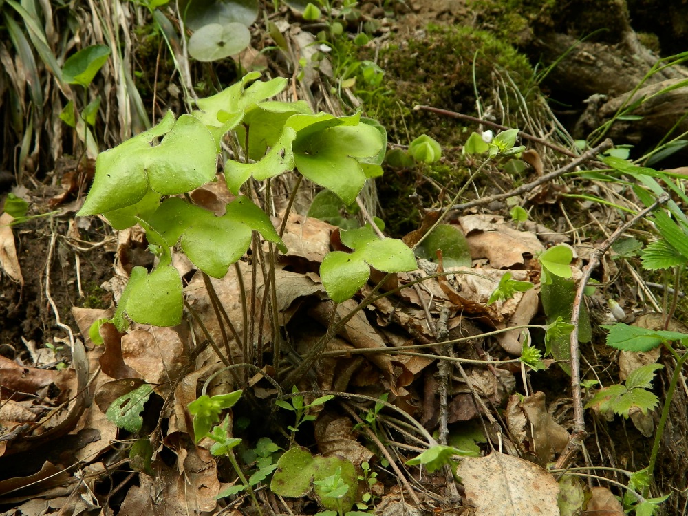 Image of Hepatica nobilis specimen.