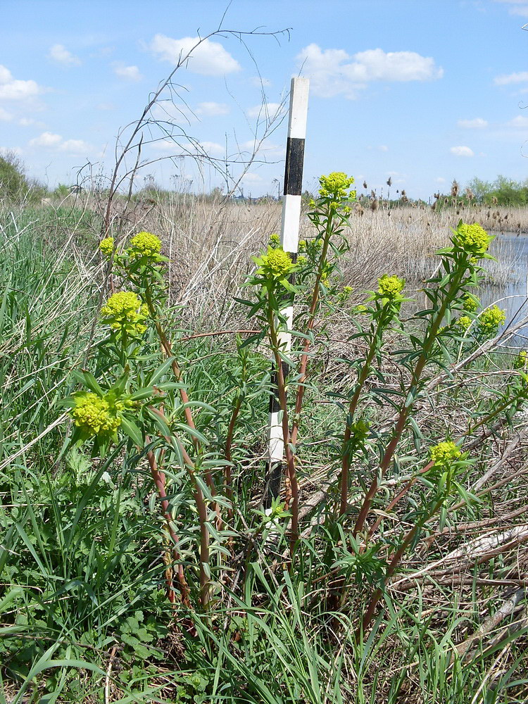 Изображение особи Euphorbia palustris.