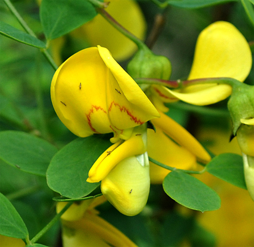 Image of Colutea armena specimen.