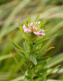 Trifolium lupinaster. Верхушка побега с соцветием. Казахстан, Восточно-Казахстанская обл.; Западный Алтай, скл. Ульбинского хребта, окр. с. Ушановское. 21.06.2012.