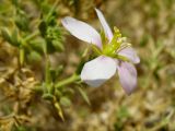 Fagonia arabica