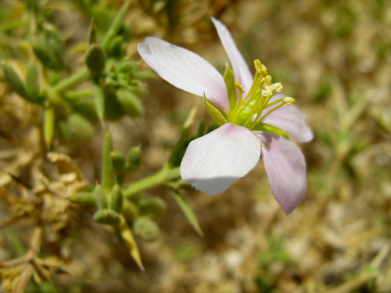 Image of Fagonia arabica specimen.