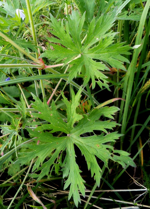 Image of Geranium pratense specimen.