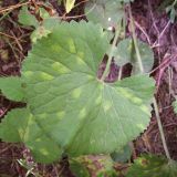 Ranunculus cassubicus. Прикорневой лист. Курская обл., г. Железногорск. 17 июля 2007 г.