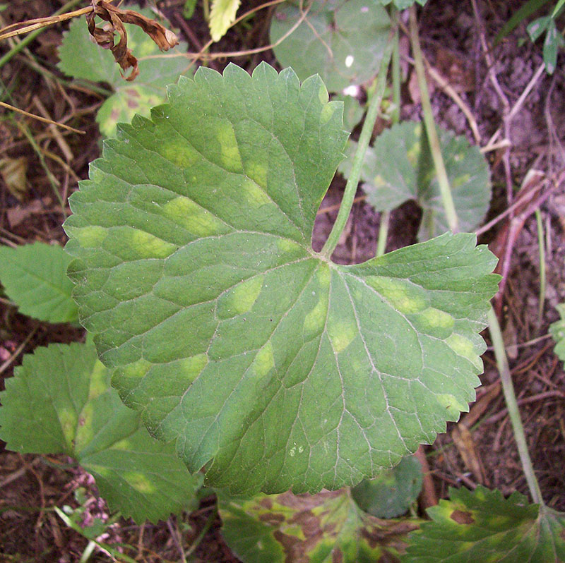 Изображение особи Ranunculus cassubicus.