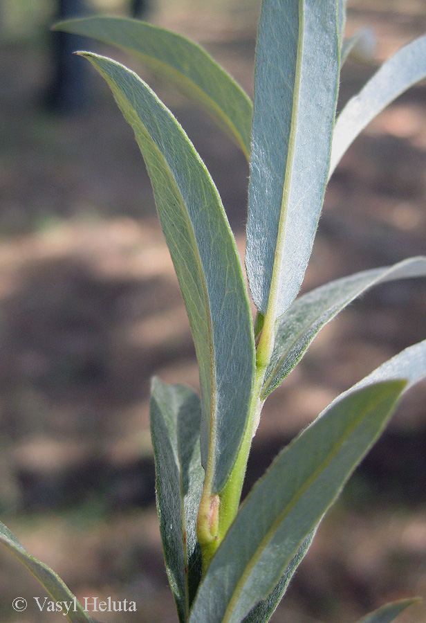 Image of Salix rosmarinifolia specimen.