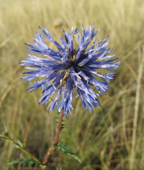 Image of Echinops meyeri specimen.