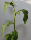 Hieracium sabaudum. Средняя часть побега. Германия, г. Кемпен, у дороги. 10.09.2012.