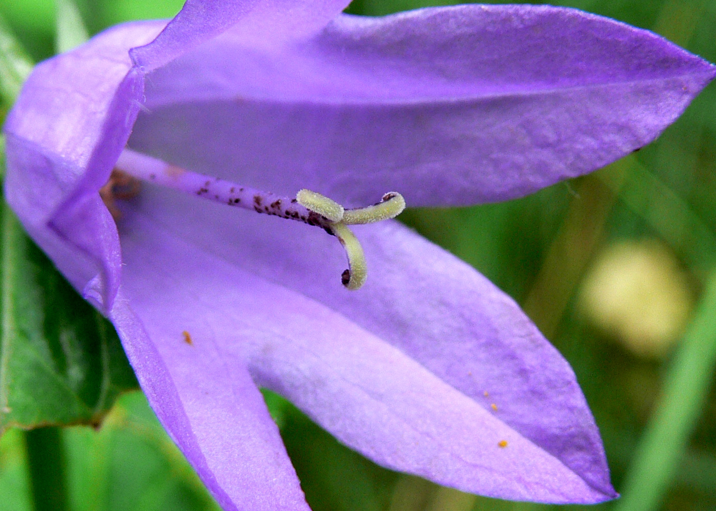 Изображение особи Campanula rapunculoides.