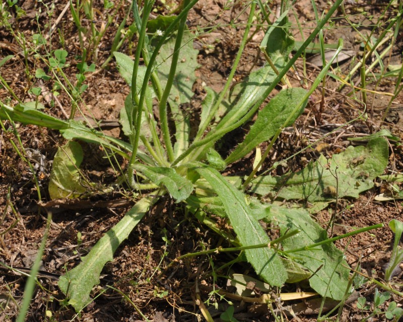 Image of Tolpis virgata specimen.