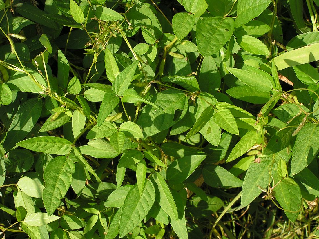 Image of Glycine soja specimen.