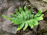 Polypodium cambricum. Растения на каменной стене. Испания, Страна Басков, провинция Гипускоа, г. Сан-Себастьян, парк. 18.07.2012.