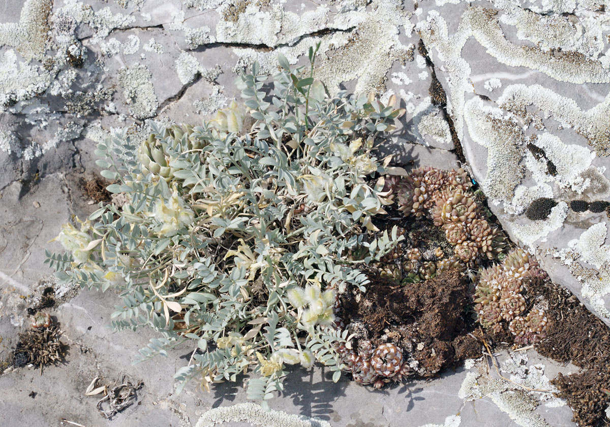 Image of Astragalus helmii specimen.