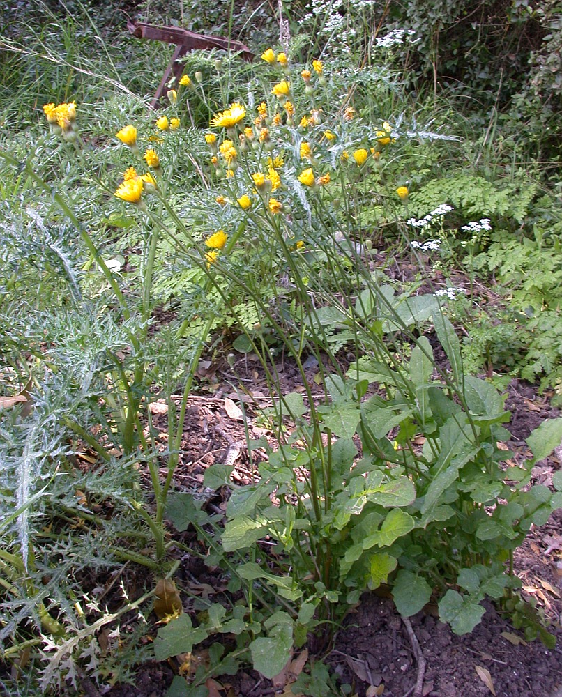 Изображение особи Crepis hierosolymitana.