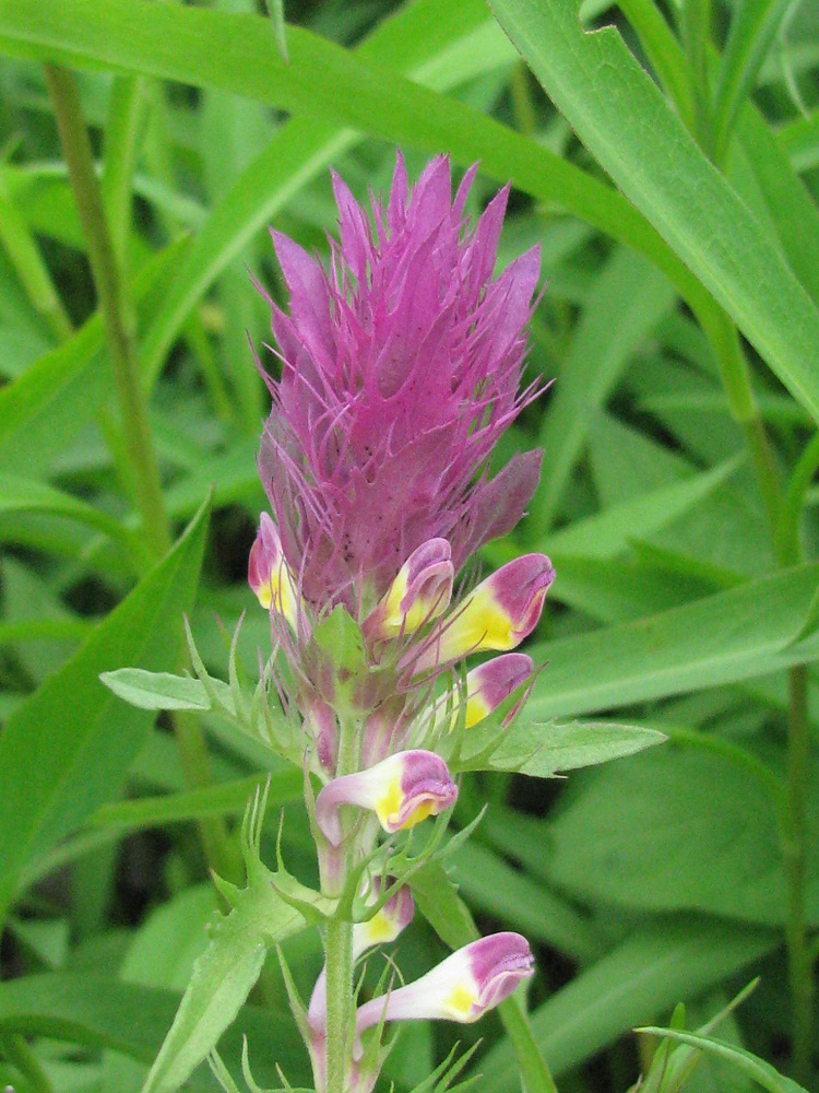 Image of Melampyrum arvense specimen.