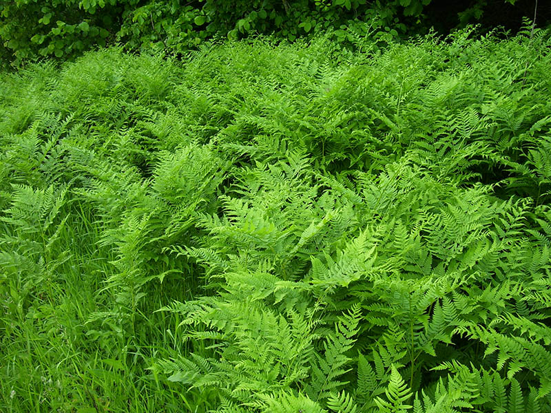 Image of Pteridium pinetorum specimen.