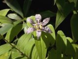 Tricyrtis hirta