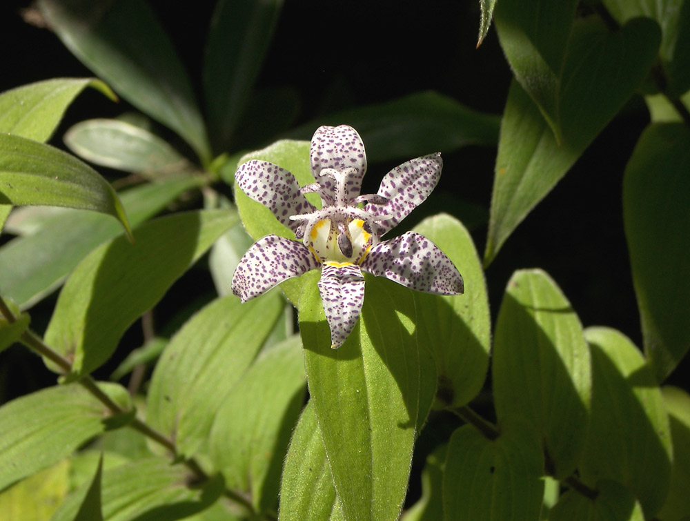 Изображение особи Tricyrtis hirta.