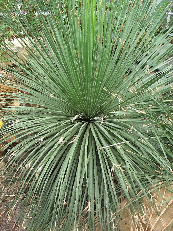 Image of Dasylirion acrotrichum specimen.