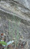 Petrorhagia saxifraga. Верхушка растения. Абхазия, Гудаутский р-н, обрыв. 09.06.2012.