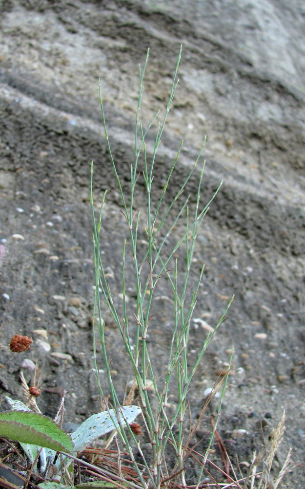 Изображение особи Petrorhagia saxifraga.