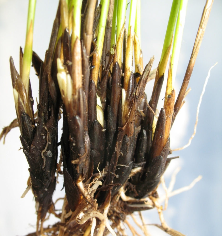 Image of Trichophorum cespitosum specimen.