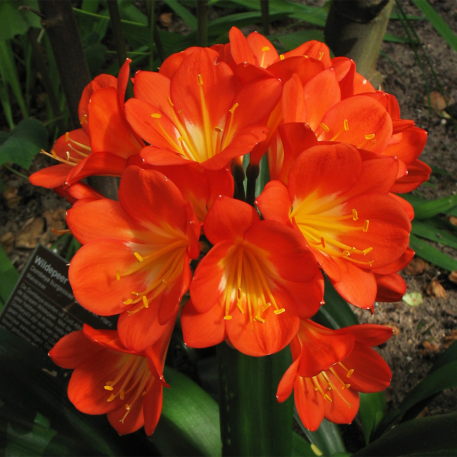 Image of Clivia miniata specimen.