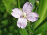 Epilobium adenocaulon