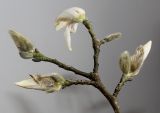 Magnolia kobus. Верхушка веточки с цветком и бутонами побитыми морозом. Германия, г. Кемпен, в парке. 06.02.2013.