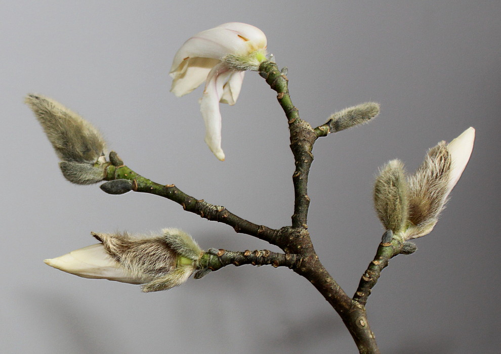 Image of Magnolia kobus specimen.