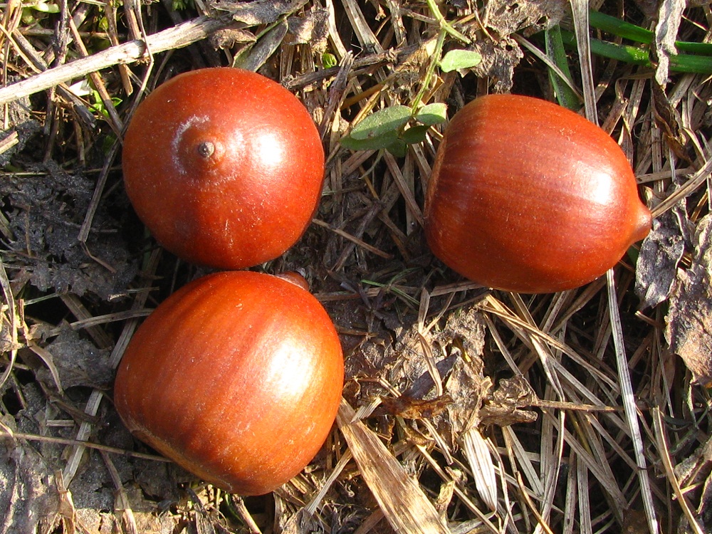 Изображение особи Quercus rubra.