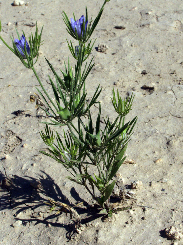 Image of Nigella integrifolia specimen.