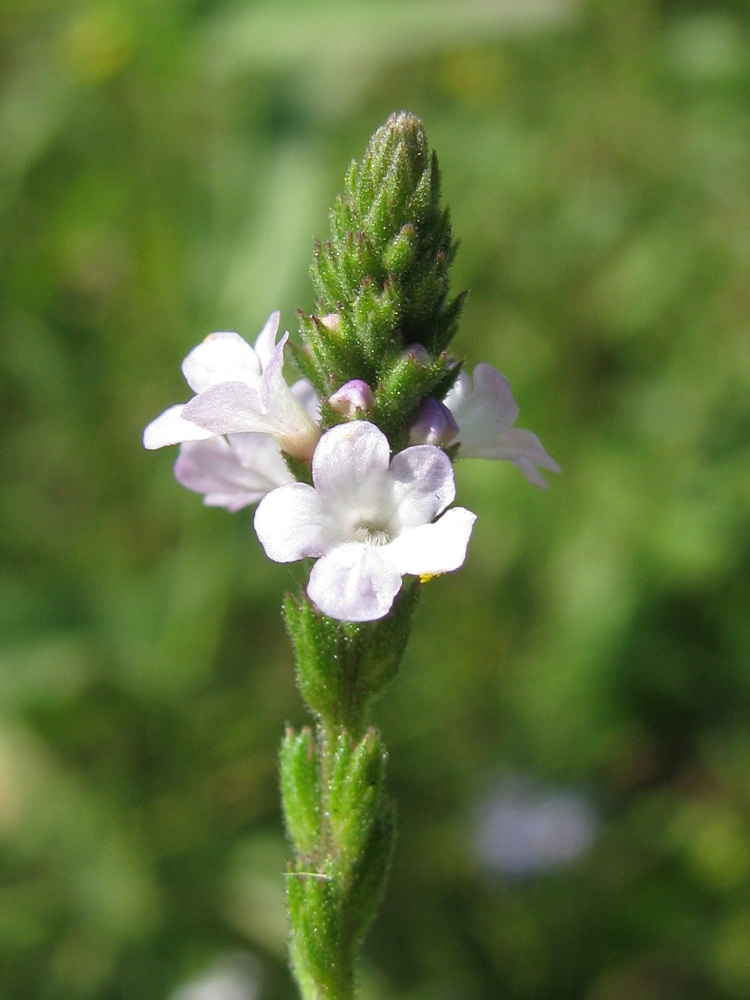 Image of Verbena officinalis specimen.