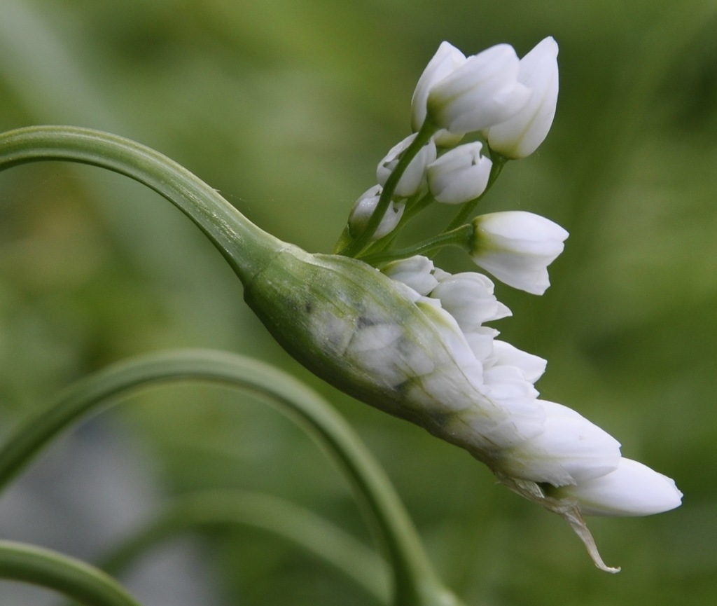 Изображение особи Allium neapolitanum.