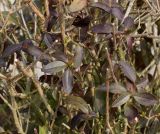 Ligustrum vulgare. Средняя часть растения с перезимовавшими листьями ('Atrovierens'). Германия, г. Кемпен, в озеленении улицы. 28.03.2013.