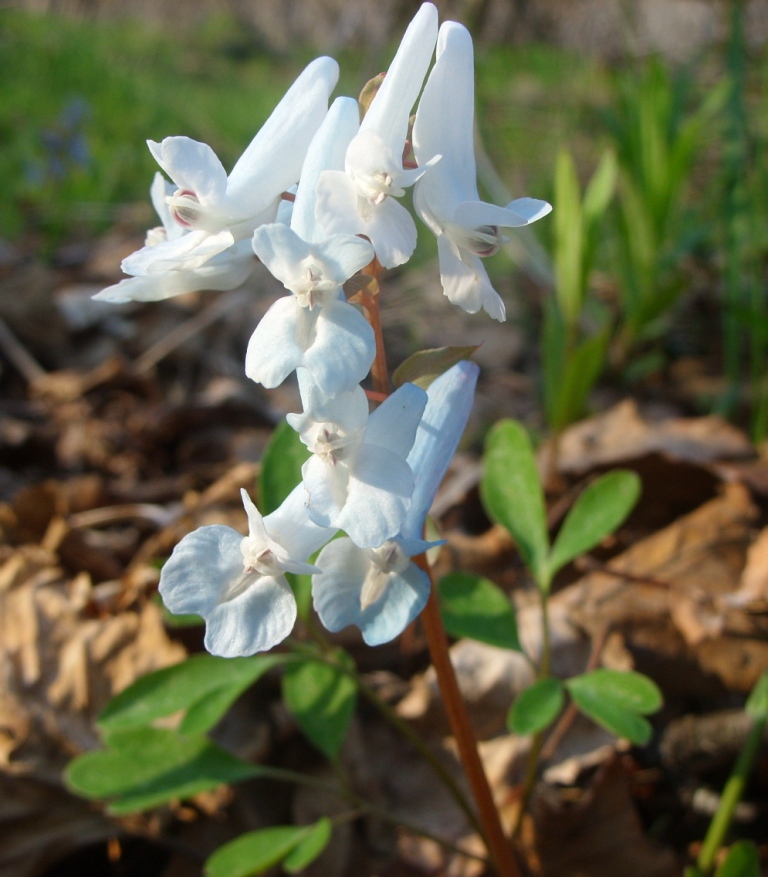 Изображение особи Corydalis ambigua.