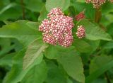 Spiraea betulifolia