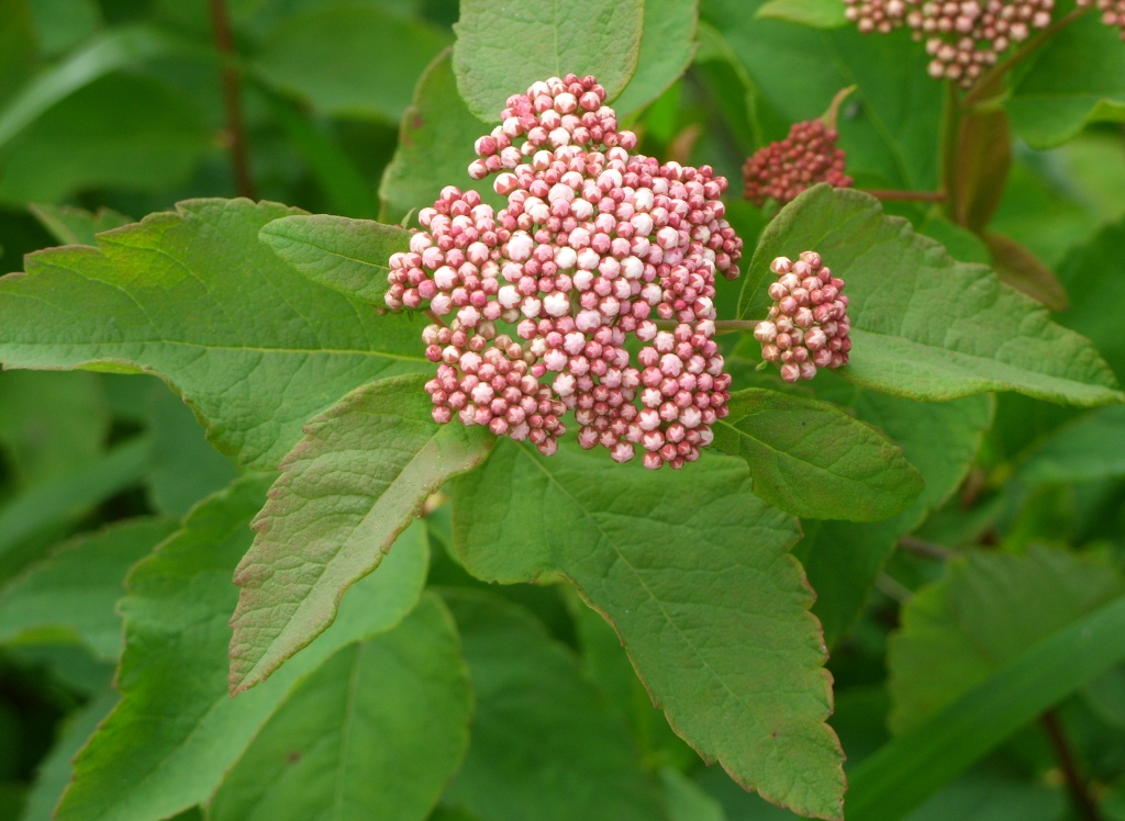 Image of Spiraea betulifolia specimen.