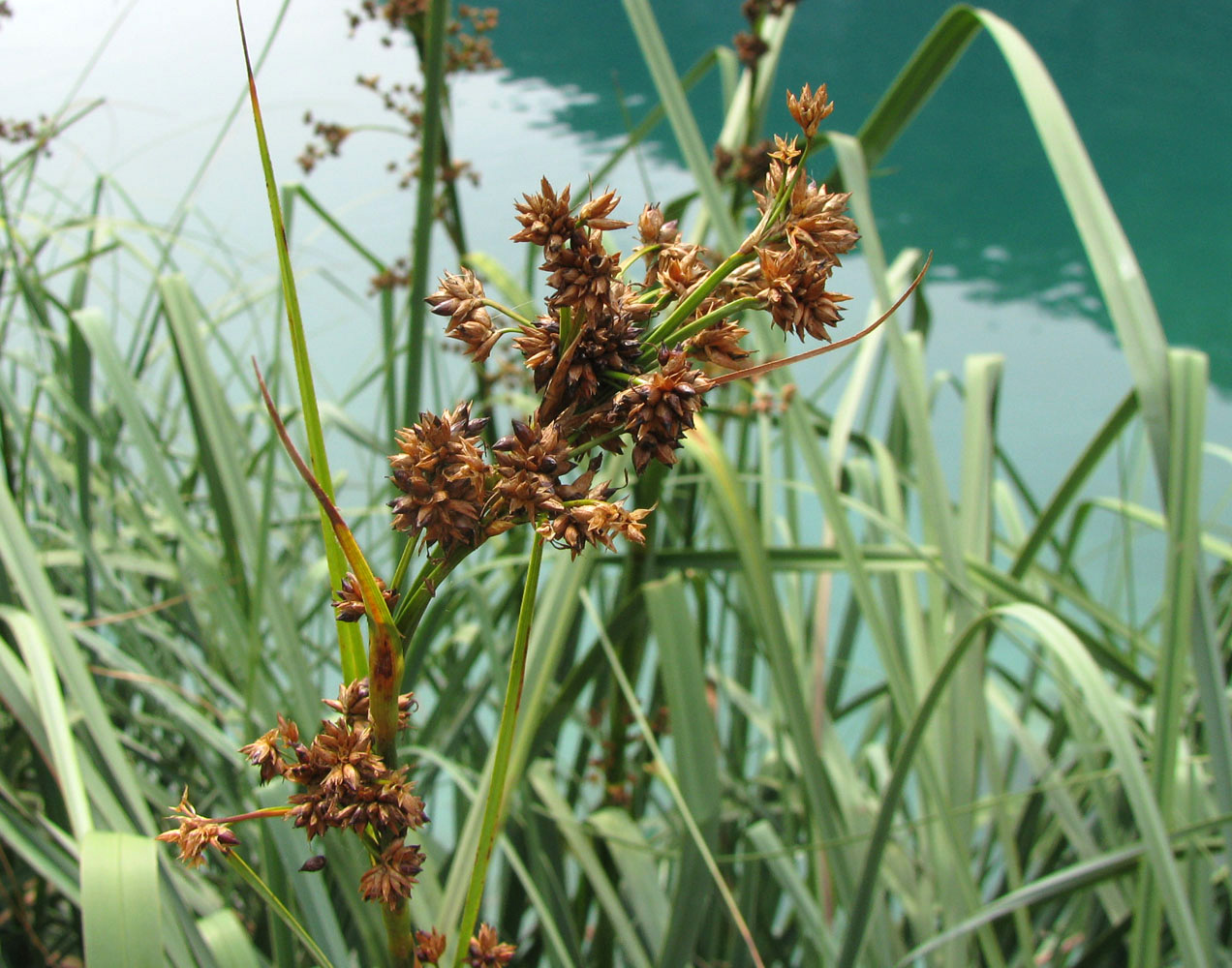 Изображение особи Cladium mariscus.