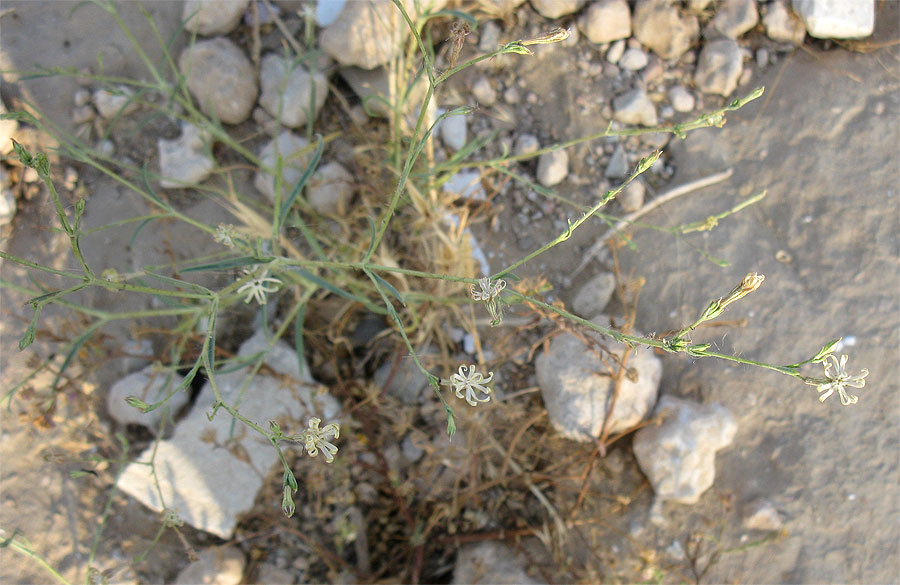 Изображение особи Silene linearis.