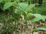 Polygonatum odoratum. Цветущее растение. Украина, Харьковская обл., широколиственный лес, окр. пос. Песочин. 05.05.2013.