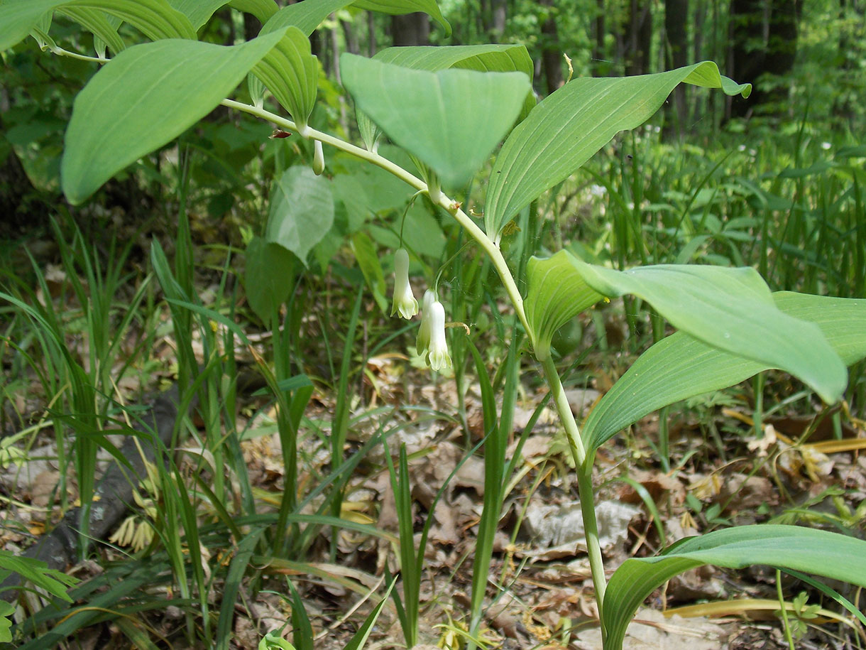 Изображение особи Polygonatum odoratum.