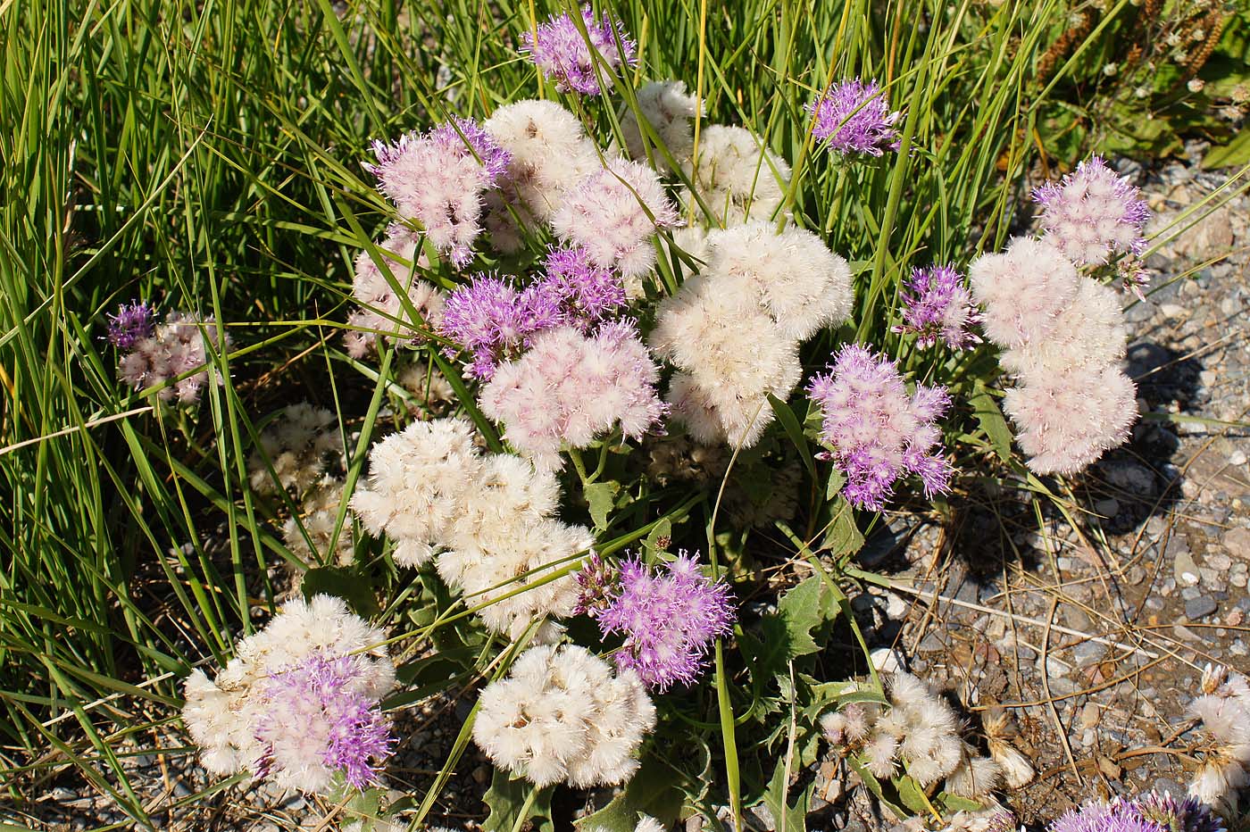 Image of genus Saussurea specimen.