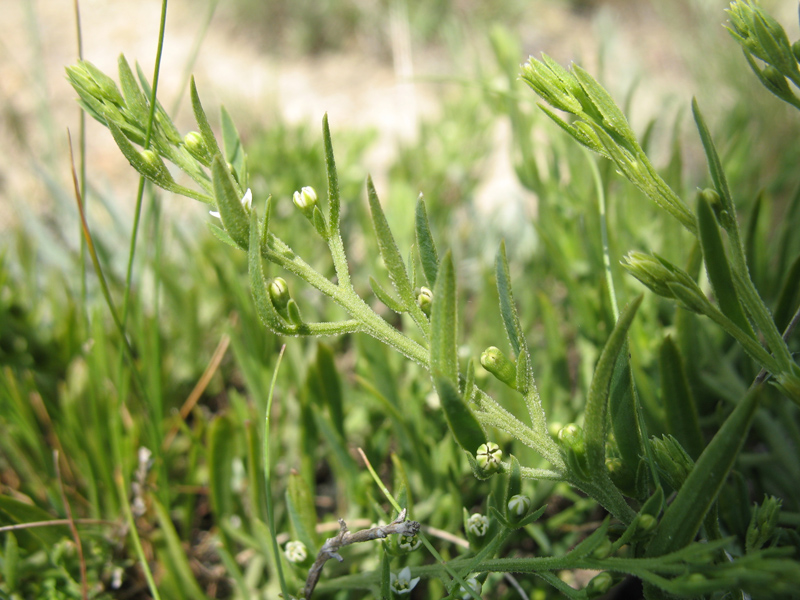 Изображение особи Thesium ramosum.