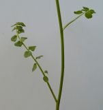 Cardamine dentata