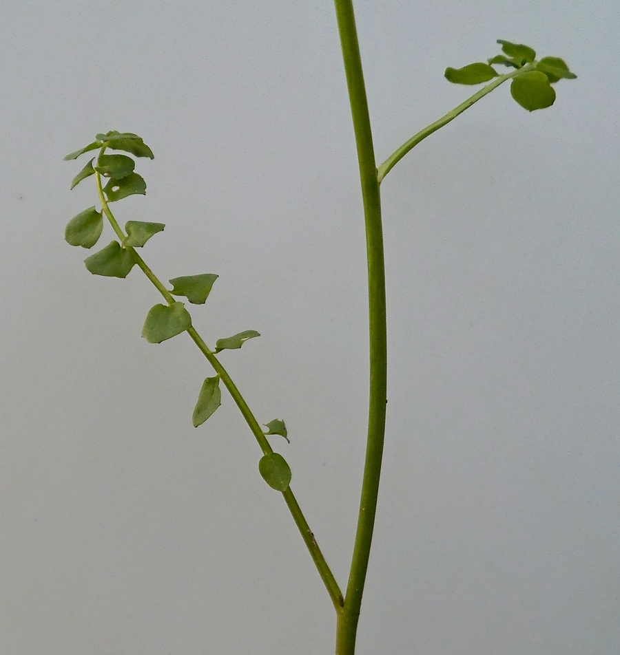 Image of Cardamine dentata specimen.