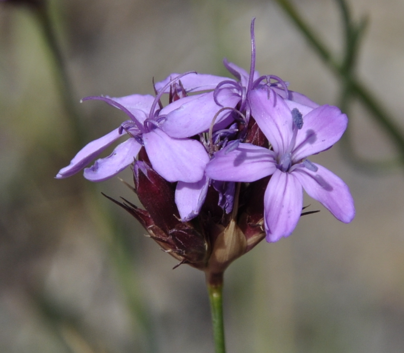 Image of genus Dianthus specimen.